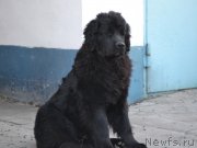 Превью фото № 145755