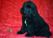 Превью фото № 145873