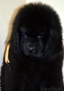 Превью фото № 145880