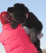 Превью фото № 145933