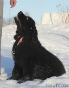 Превью фото № 145936