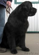 Превью фото № 145944