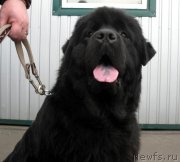 Превью фото № 145946