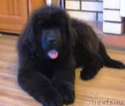 Превью фото № 145963