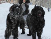 Превью фото № 145992