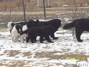 Превью фото № 145997