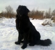 Превью фото № 146000