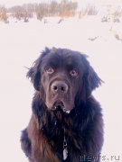 Превью фото № 146002