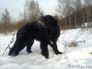 Превью фото № 146003