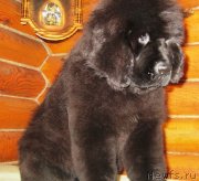 Превью фото № 146012