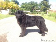 Превью фото № 146014