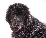 Превью фото № 146025