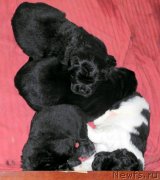 Превью фото № 146043