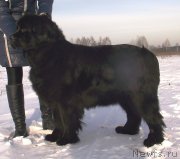 Превью фото № 146098