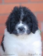 Превью фото № 146249