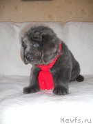 Превью фото № 146371