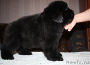 Превью фото № 146392