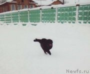 Превью фото № 146561