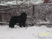 Превью фото № 146587