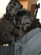 Превью фото № 146599