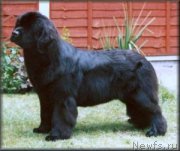 Превью фото № 146601