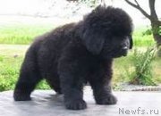 Превью фото № 146612