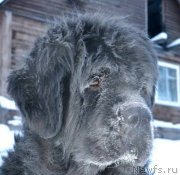 Превью фото № 146618