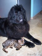 Превью фото № 146621