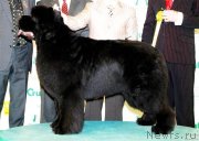 Превью фото № 146634