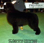 Превью фото № 146635