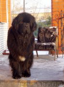 Превью фото № 146652