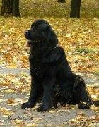 Превью фото № 146669