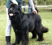 Превью фото № 146674