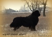 Превью фото № 146681