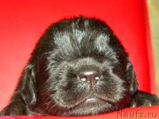 Превью фото № 146684