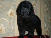 Превью фото № 146685