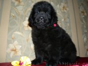 Превью фото № 146686