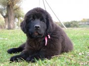 Превью фото № 146690