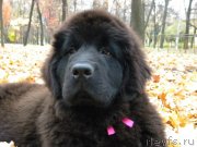 Превью фото № 146691