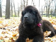 Превью фото № 146692