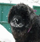 Превью фото № 146695