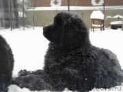 Превью фото № 146700