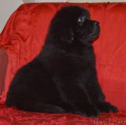 Превью фото № 146723