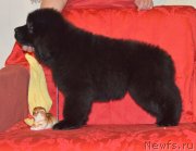 Превью фото № 146724