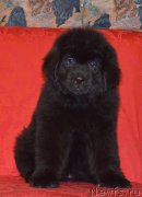 Превью фото № 146726