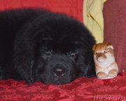 Превью фото № 146727