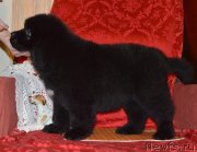 Превью фото № 146845