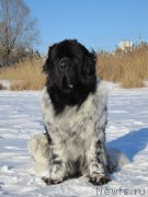 Превью фото № 146851