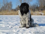 Превью фото № 146852