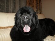 Превью фото № 146862